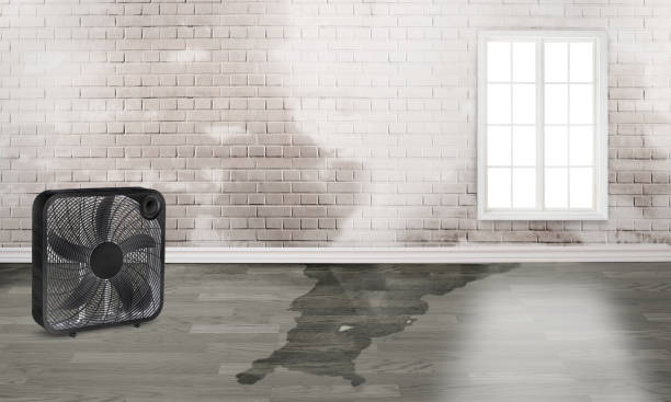 Best Water damage cleanup near me  in Hayden, AL